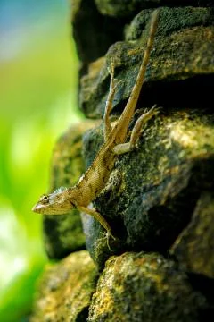 Small lizard Stock Photos