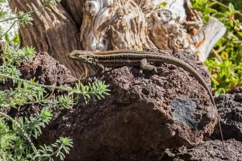 Small lizard Stock Photos