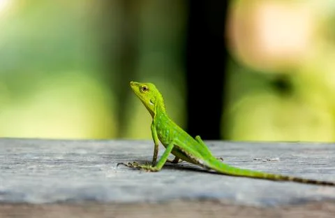 Small Lizard Stock Photos