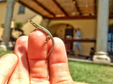 Small lizard Stock Photos
