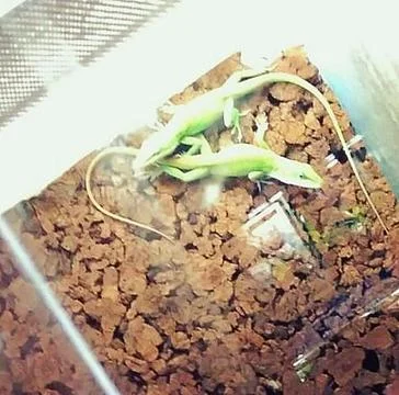 Small lizard Stock Photos