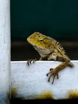 A small lizard Stock Photos