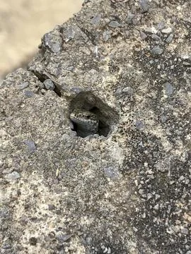 Small lizard poking its head out from inside a hole in the rock Stock Photos