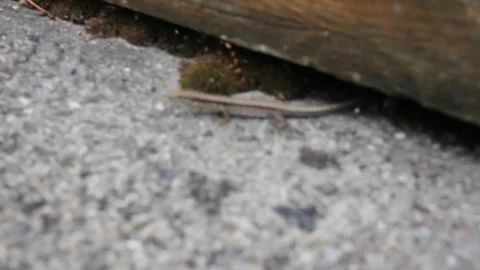Small lizard in a quiet attitude Stock Footage 320347941