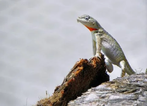 Small lizard with red neck, Ecuador Stock Photos