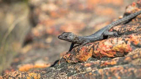 A Small Lizard On A Red Rock Foto stock