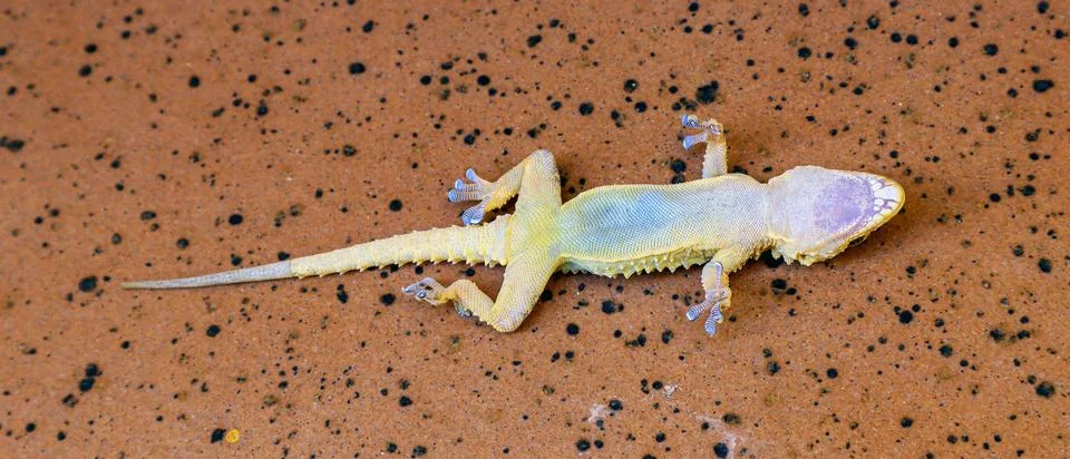 Small lizard resting on back over orange speckled surface in natural light Stock Photos