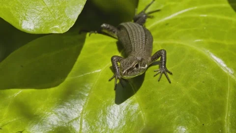Small lizard resting on a large green leaf. Stock Footage 130196603