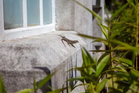 Small Lizard Resting on Stone Ledge at So Paulo Botanical Garden, Brazil Stock Photos