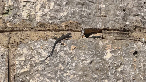 Small lizard resting on a stone wall in sunlight Видео 343900035