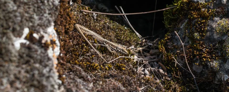 Small lizard resting in the sun Stock Photos
