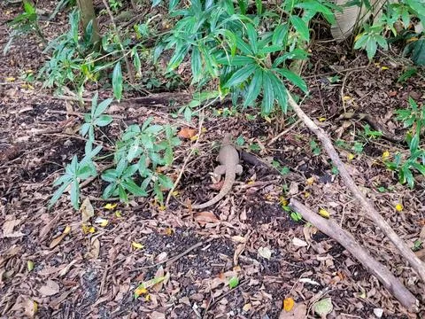 Small lizard rests among fallen leaves and twigs Stock Photos