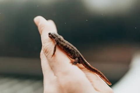 A small lizard rests gently on a human hand on a blurred background Foto stock