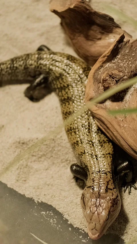 Small lizard rests near sand and wood. Stock Footage 341343753