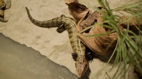 Small lizard rests near sand and wood. Stock Footage 341343853