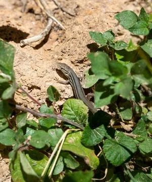 Small lizard rests on rough terrain, surrounded by lush green foliage. sunlig Stock Photos