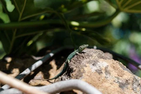 Small lizard on the rock Stock Photos