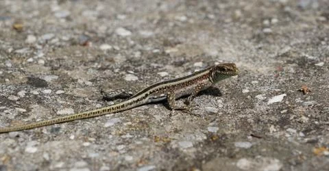 Small lizard on rock in the sun Stock Photos