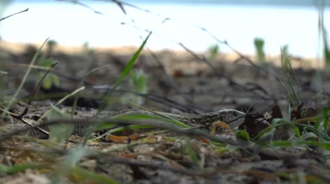 Small lizard running on the lake's shore Stock Footage 64177488