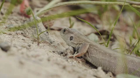 Small lizard runs to the victim on the ground in the forest Stock Footage 156969123