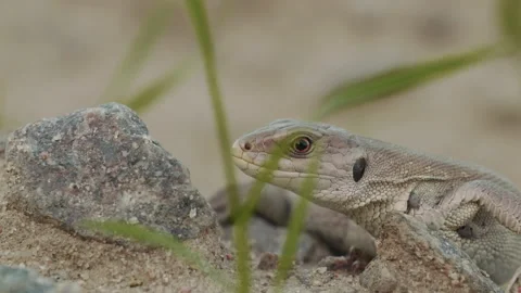Small lizard runs to the victim on the ground in the forest Stock Footage 160068446