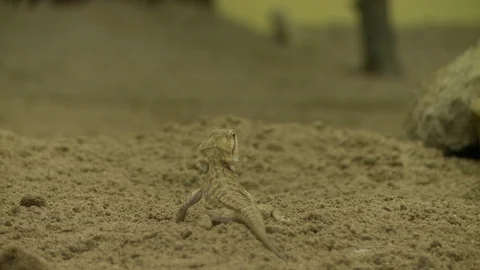 Small lizard on the sand outofdoors view Stock-Footage 107787767