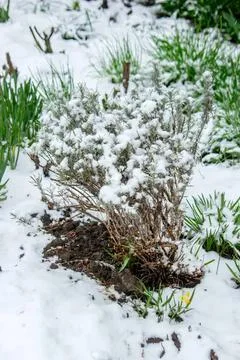 Small lizard on sandy ground with green plants nearby Stock Photos