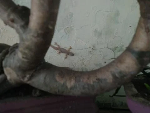 A small lizard is seen on a textured wall near tree branches. Fotos Stock