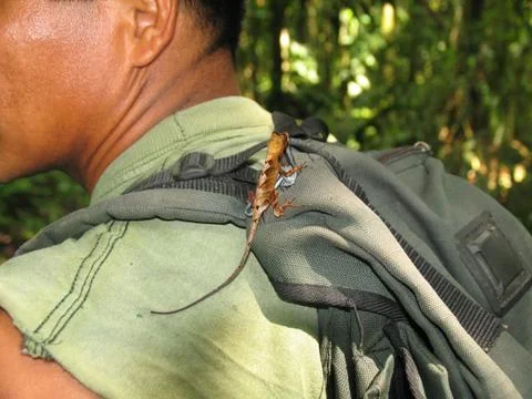 Small lizard on a shoulder of the guide in the rainforest Stock Photos