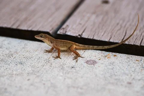 A small lizard sits on the edge of a sidewalk in close up Stock Photos