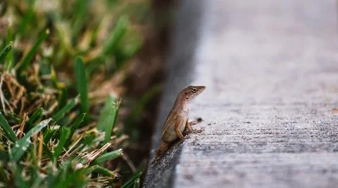 A small lizard sits on the edge of a sidewalk in close up Stock Photos