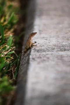 A small lizard sits on the edge of a sidewalk in close up 스톡 사진