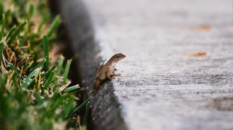 A small lizard sits on the edge of a sidewalk in close up 스톡 사진