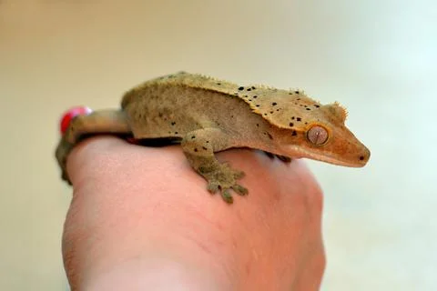 Small lizard sits on hand Stock Photos