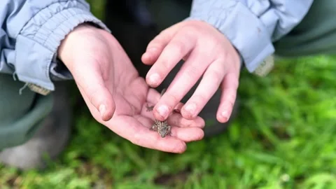Small lizard sits on open child hand outdoors. 库存影片 339423230
