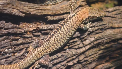 A small Lizard sitting Stock Footage 251279459