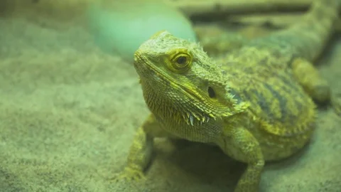 Small lizard sitting on the ground. Stock Footage