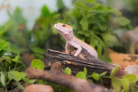 A small lizard is sitting on a log in a green environment Stock Photos