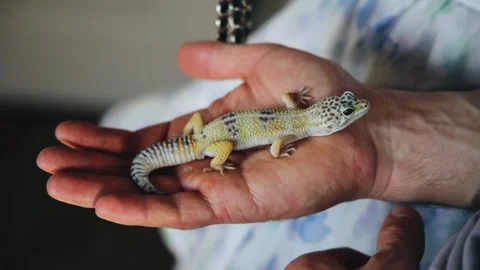 A small lizard is sitting on the man's arm Stock Footage 311761813