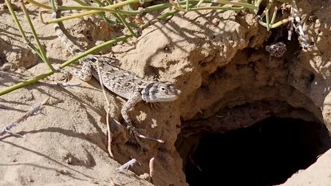 Small Lizard Sitting Near Burrow Looking At Camera In Natural Habitat Stock Footage 340191323