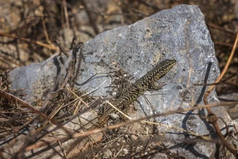 Small lizard sitting on a rock Stock Photos
