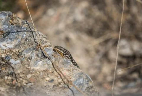 Small lizard sitting on a rock Stock Photos