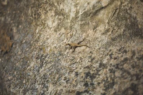 Small lizard sitting on a rock 写真素材