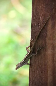 A small lizard sitting upside down on a wooden vertical wall Stock Photos