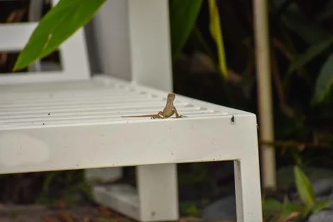 A Small Lizard Sitting on a White Lounge Chair Stock Photos