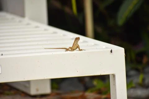 A Small Lizard Sitting on a White Lounge Chair Stock Photos