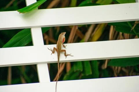 A Small Lizard Sitting on a White Lounge Chair Stock Photos