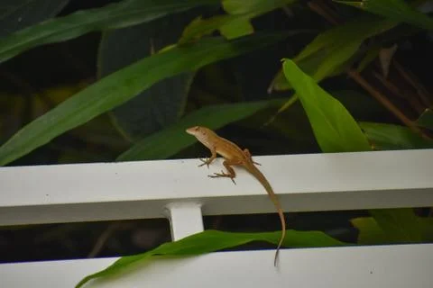 A Small Lizard Sitting on a White Lounge Chair Stock Photos