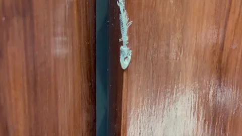 Small lizard skeleton stuck on wooden surface Stock Footage 341897791