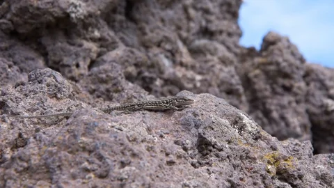 Small lizard on the slopes of the Vesuvius Video stock 115939275